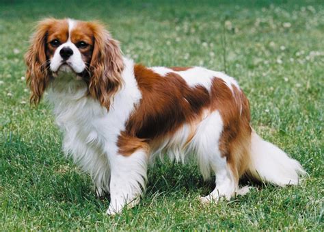 Cavalier King Charles Spaniel in the Philippines .